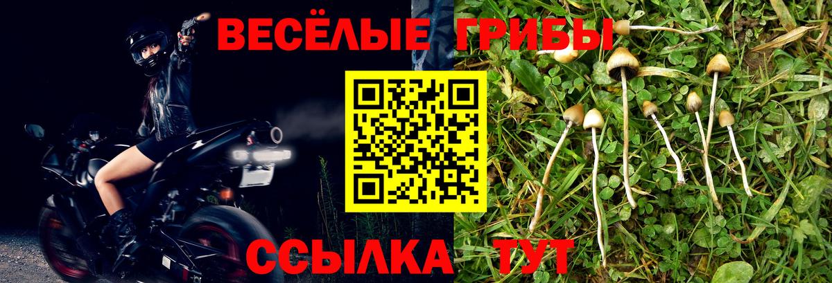 Псилоцибиновые грибы Cubensis Миллерово